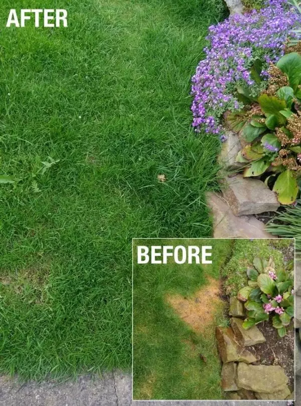 Before and after shot of lawn burn after using Envii Neuturine