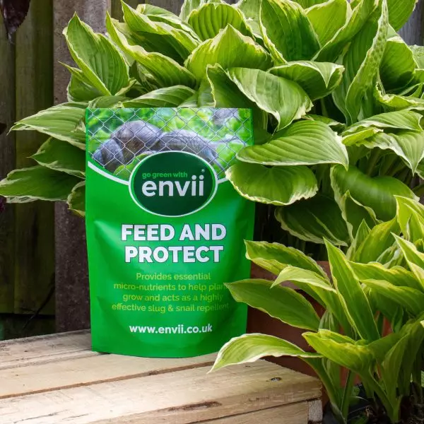 Feed & Protect with Hostas