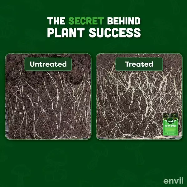 Root well, untreated vs treated